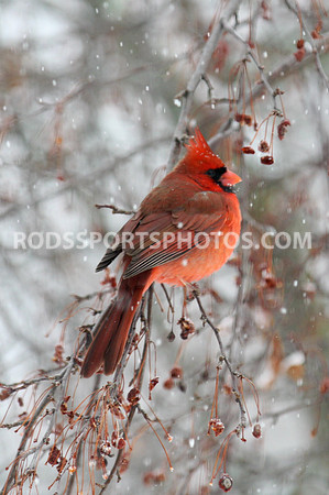 Picture of the Week 1/2-1/9, 2011